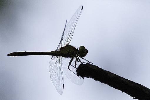 dragonfly-_mg_2835.jpg