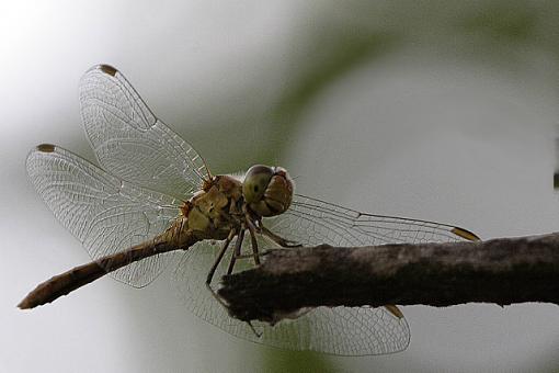 dragonfly-_mg_2826.jpg