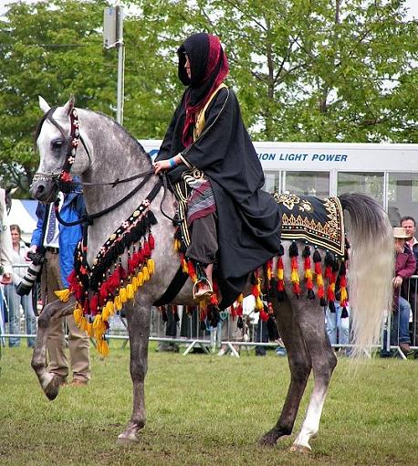 Arabian Horses-pict0127.jpg