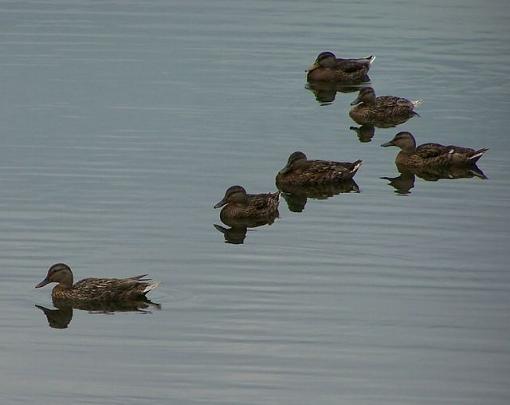 Six ducks-ducks.jpg