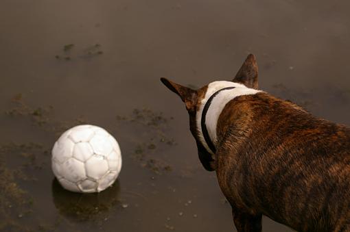 Dog Trying To Concentrate On Ball After A Few Beers-imgp0122.jpg