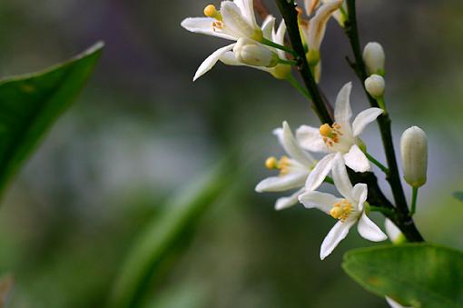 Citrus Blossoms-grapefruit.jpg