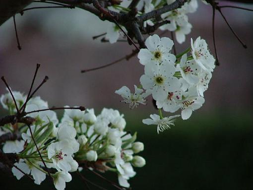 Pear Tree-pear.jpg