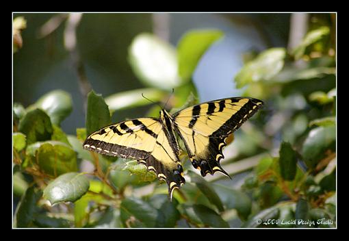 Eastern Tiger Swallowtail-butterfly1.jpg