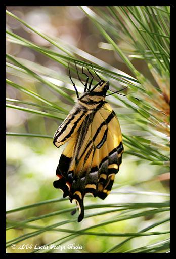 Eastern Tiger Swallowtail-butterfly2.jpg