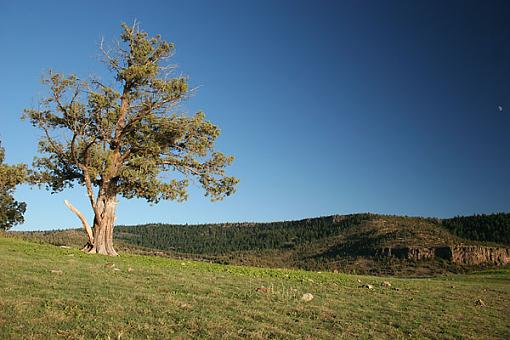 Sunset reservoir-tree.jpg