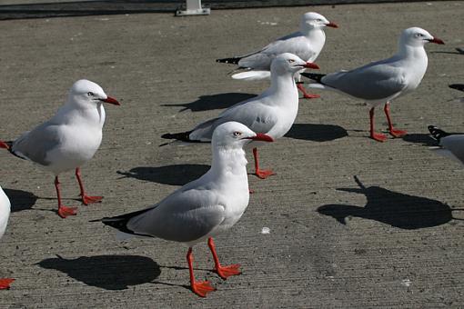 Birds watching, not bird watching!-fish-market-gulls-001-pp.jpg