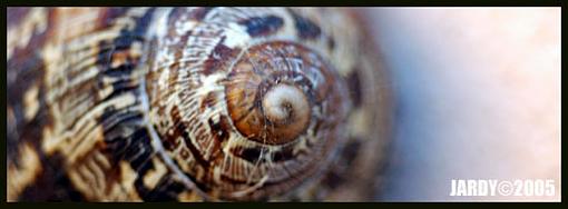 slow swirl-abstract_shell.jpg