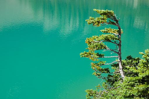 Just a tree-dsc_7352canadianrockies_small.jpg