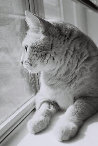 Cat on the window sill.-window-sill-resize.jpg