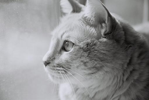 Cat on the window sill.-cameron-b-w3-resize.jpg