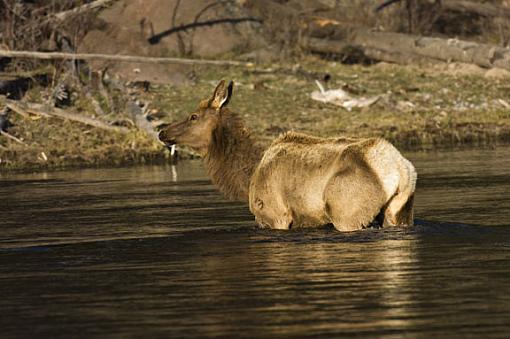 Wild, wildlife!-eagles-elk-crossing-bison_08022005_4071.jpg