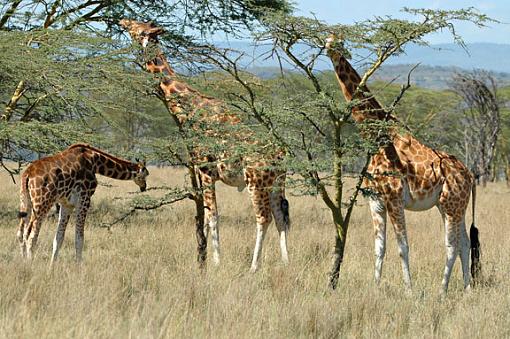 Wild, wildlife!-lake-nakuru-ii_08222005_4105.jpg