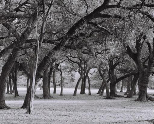 live oak grove-1373775-r1-e015-crop-3-resize.jpg