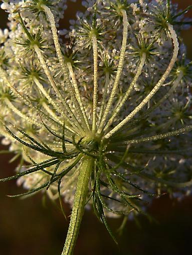 Queen Anne's Lace-04.jpg