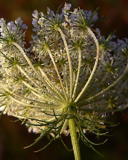 Queen Anne's Lace-01.jpg