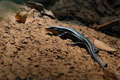 Took a stroll-skink.jpg