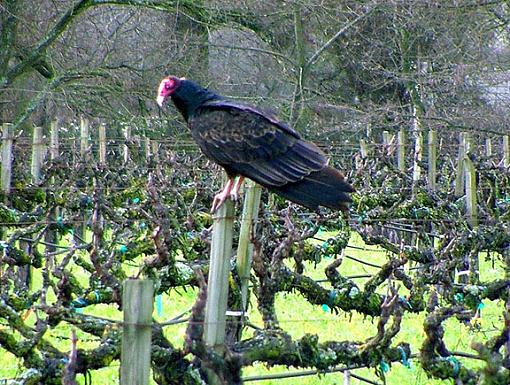 Vine Vulture-vulture-3.jpg