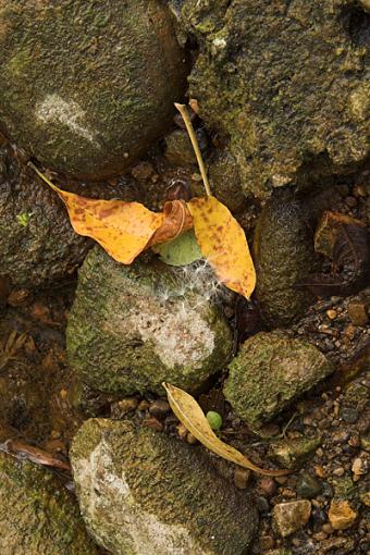 Evening Colors-rock-leaves-5.jpg