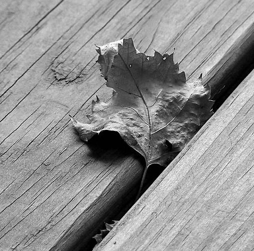 Leaf-leaf1.jpg