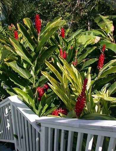 Garden Steps-stairs.jpg