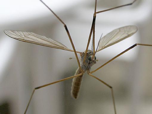 Crane Fly-_mg_2843-levels-crop-unsh-640.jpg