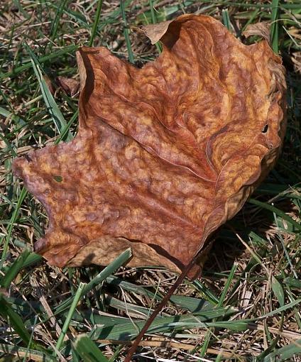 Leaf in Color-leaf3.jpg