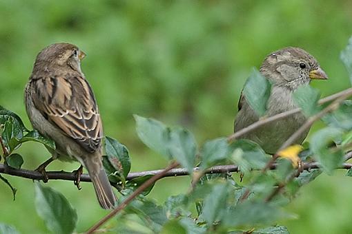 Took a stroll (in New England)-house_sparrows.jpg