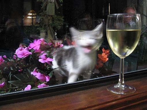 Give me a critique on these three interesting photos-wine-kitty-2.jpg