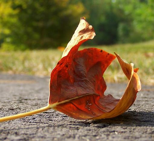 More leaves-curledleaf.jpg