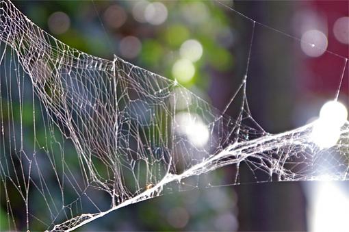 Webs-spiders-bridge-1.jpg