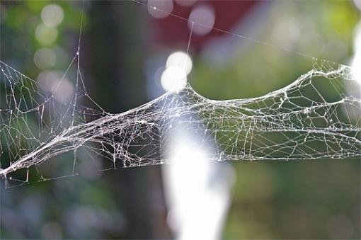 Webs-spiders-bridge-2.jpg