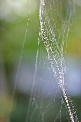 Webs-spiders-bridge-3.jpg