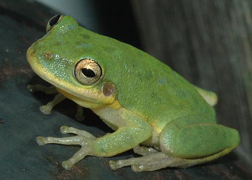 Nice Smile-green_tree_frog_2.jpg