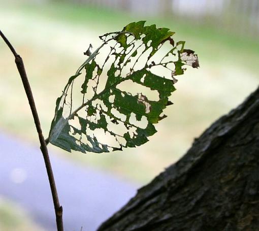 Holey leaf &amp; curly leaf-holey-leaf.jpg