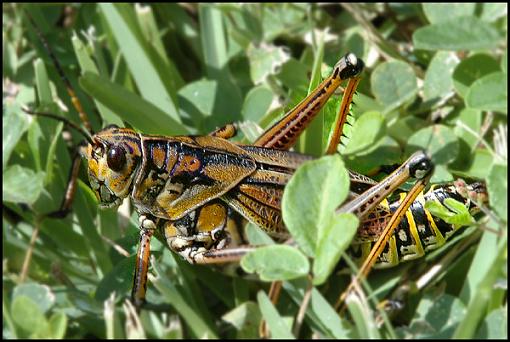 Couple of Little Things...-eastern_lubber_grasshopper_adult.jpg