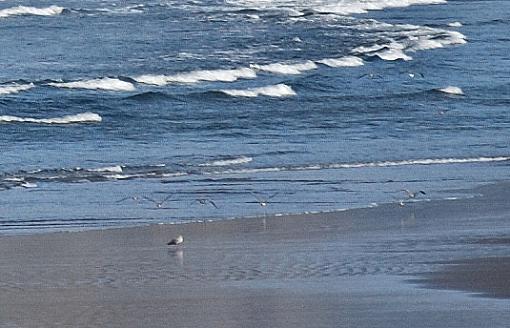 Beach Pebble-dsc_8259cannonbeach050925birds.jpg