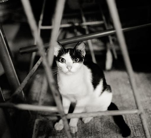 A Very Curious Street Cat-_mg_0207-jpg.jpg