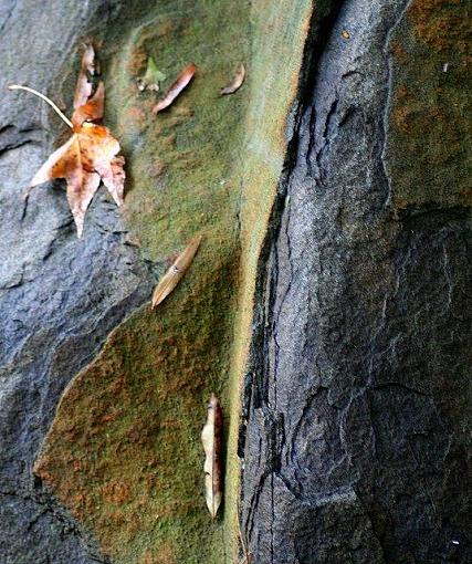 Leaves on rock-rockleaves.jpg