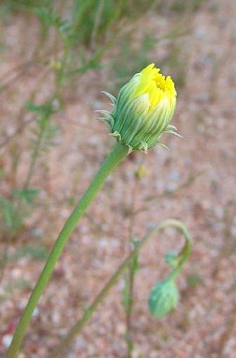 Some Flowers-yellow-flower.jpg