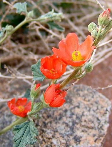 Some Flowers-orange-flower.jpg