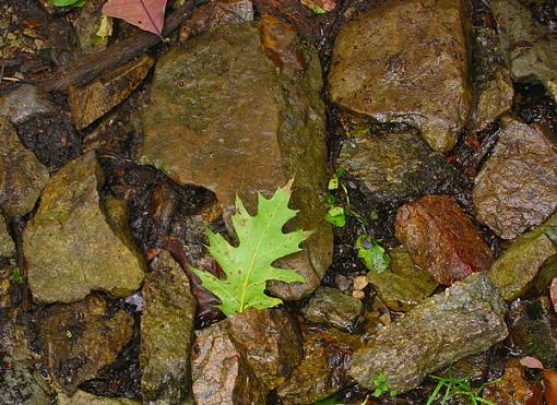 Wet Leaf-wetleaf.jpg