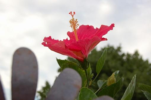 One Last goodbye to summer-new-camera-flowers-9-.jpg