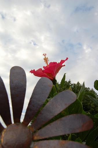 One Last goodbye to summer-new-camera-flowers-10-.jpg