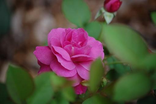 One Last goodbye to summer-new-camera-flowers-14-.jpg