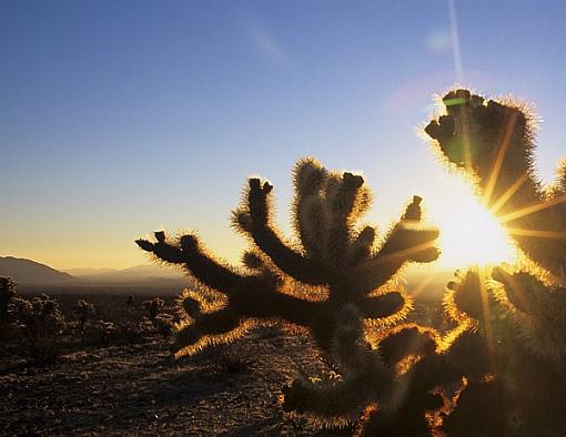 Desert Sunset-cactus1000_crop_600_400.jpg