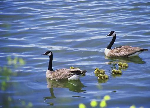 The Wetlands-dia_0354.jpg