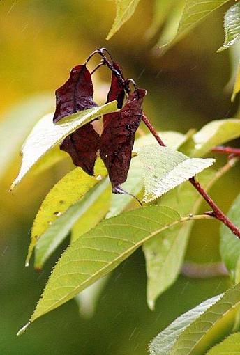 Leaves in Leaves-leaf-leaf.jpg