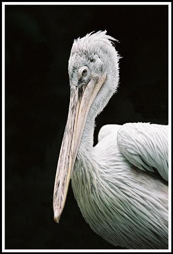 Suspicious stork-storkcr.jpg