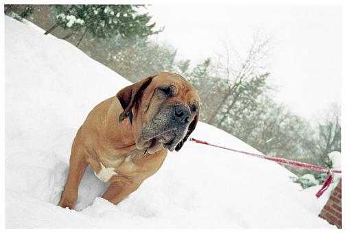 two dogs (b&amp;w)-my-tosa-inu.jpg